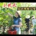 桑椹