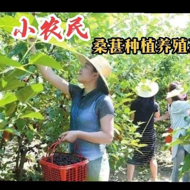 桑椹