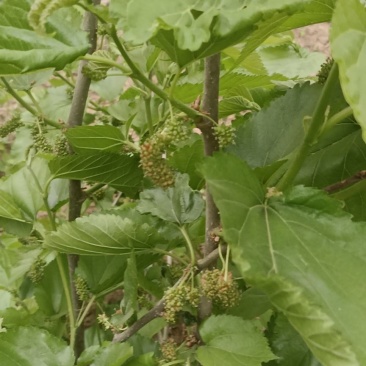桑椹