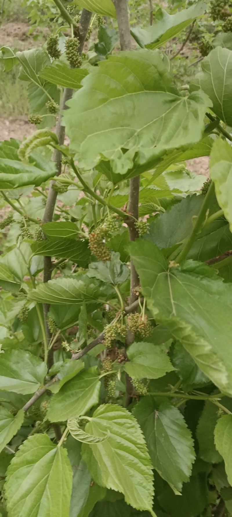 桑椹
