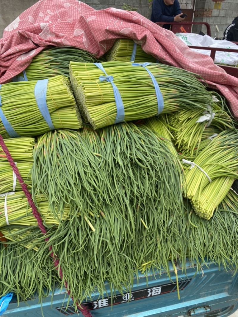 山东临沂蒜苔红帽蒜薹大量上市了欢迎老板前来选购可视频看货