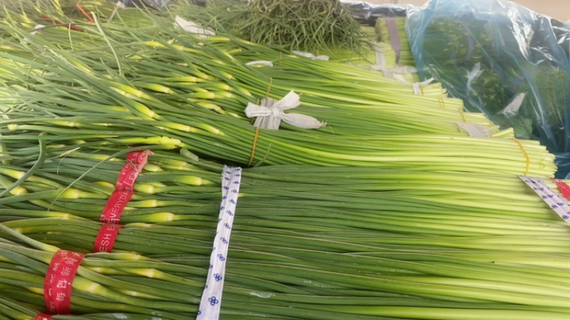 山东临沂蒜苔红帽蒜薹大量上市了欢迎老板前来选购可视频看货
