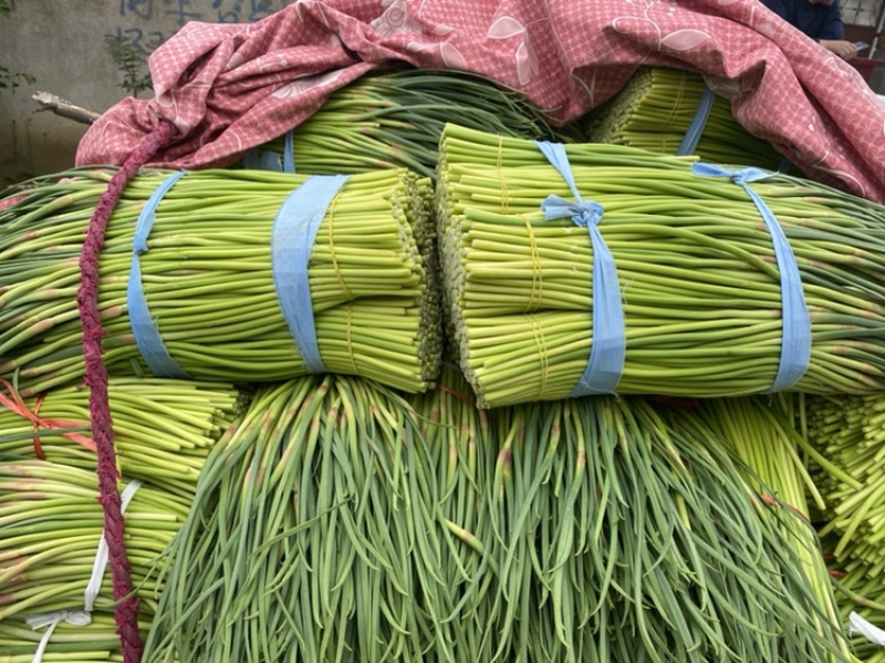 山东临沂蒜苔红帽蒜薹大量上市了欢迎老板前来选购可视频看货
