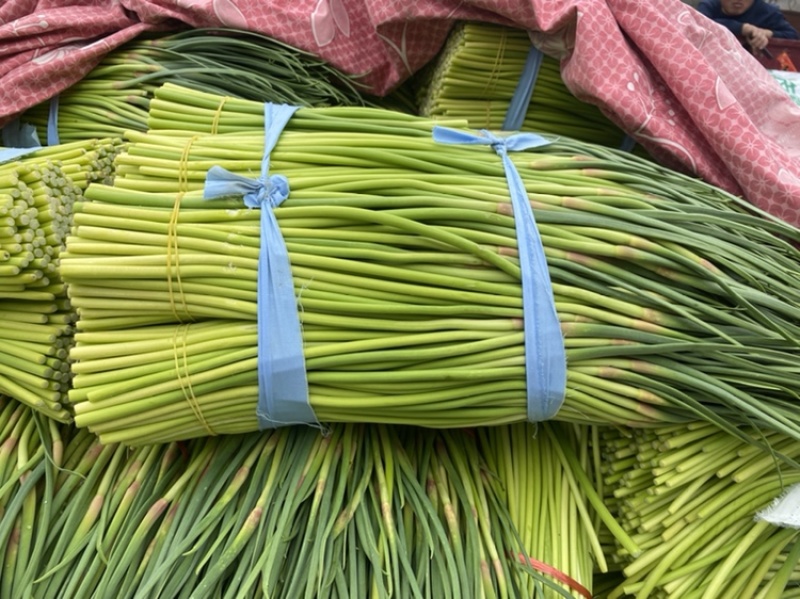 山东临沂蒜苔红帽蒜薹大量上市了欢迎老板前来选购可视频看货