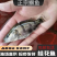 桂花鱼苗渔场直发技术指导量大价优