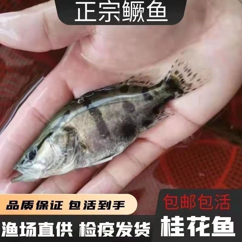 桂花鱼苗渔场直发技术指导量大价优