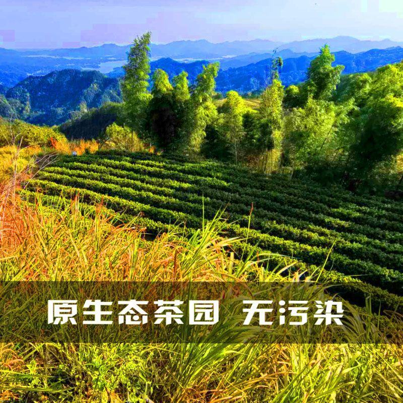 大别山绿茶农家明前绿茶叶绿茶新茶手工炒青绿茶浓香型绿茶茶