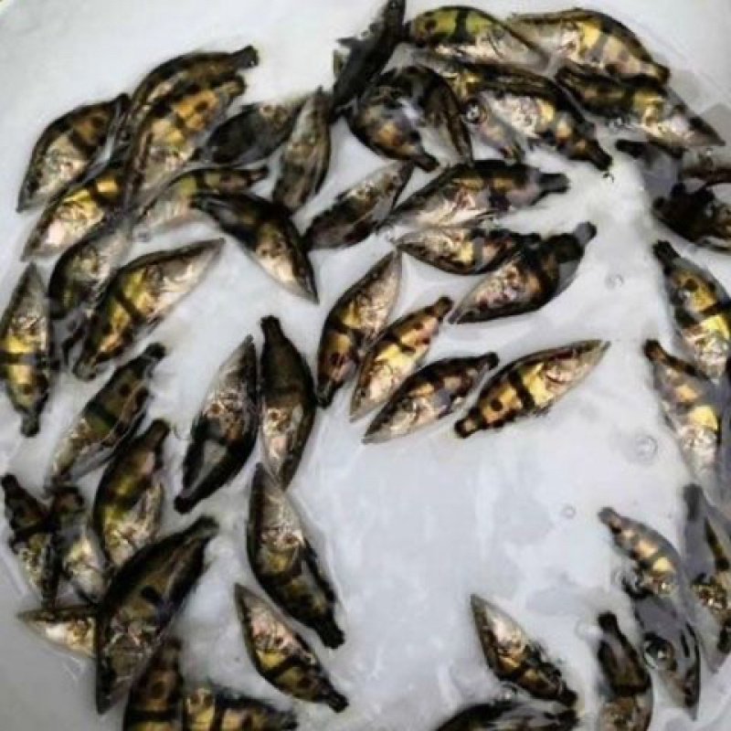 桂花鱼苗渔场直发技术指导量大价优