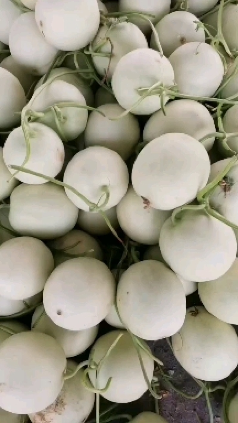 甜瓜蜜露，大批量上市中！