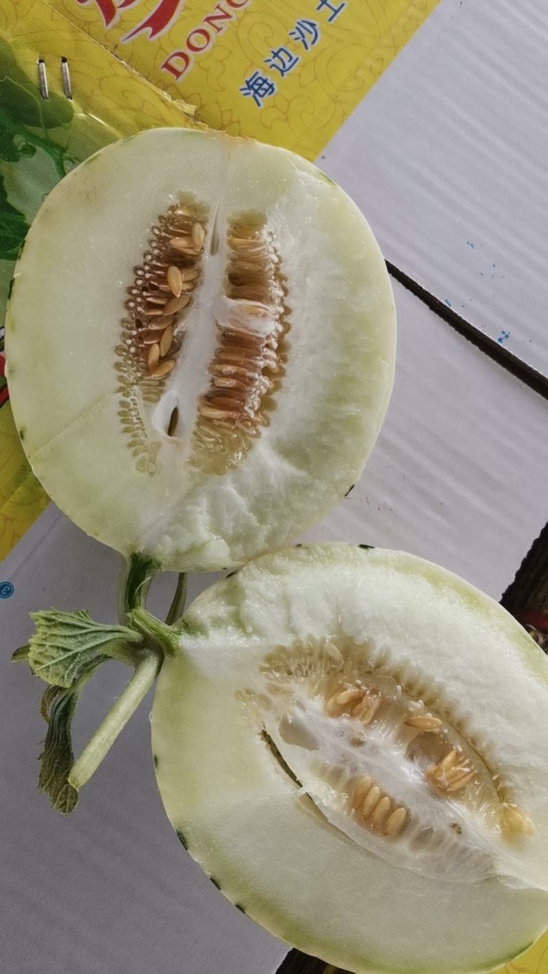 甜瓜蜜露，大批量上市中！