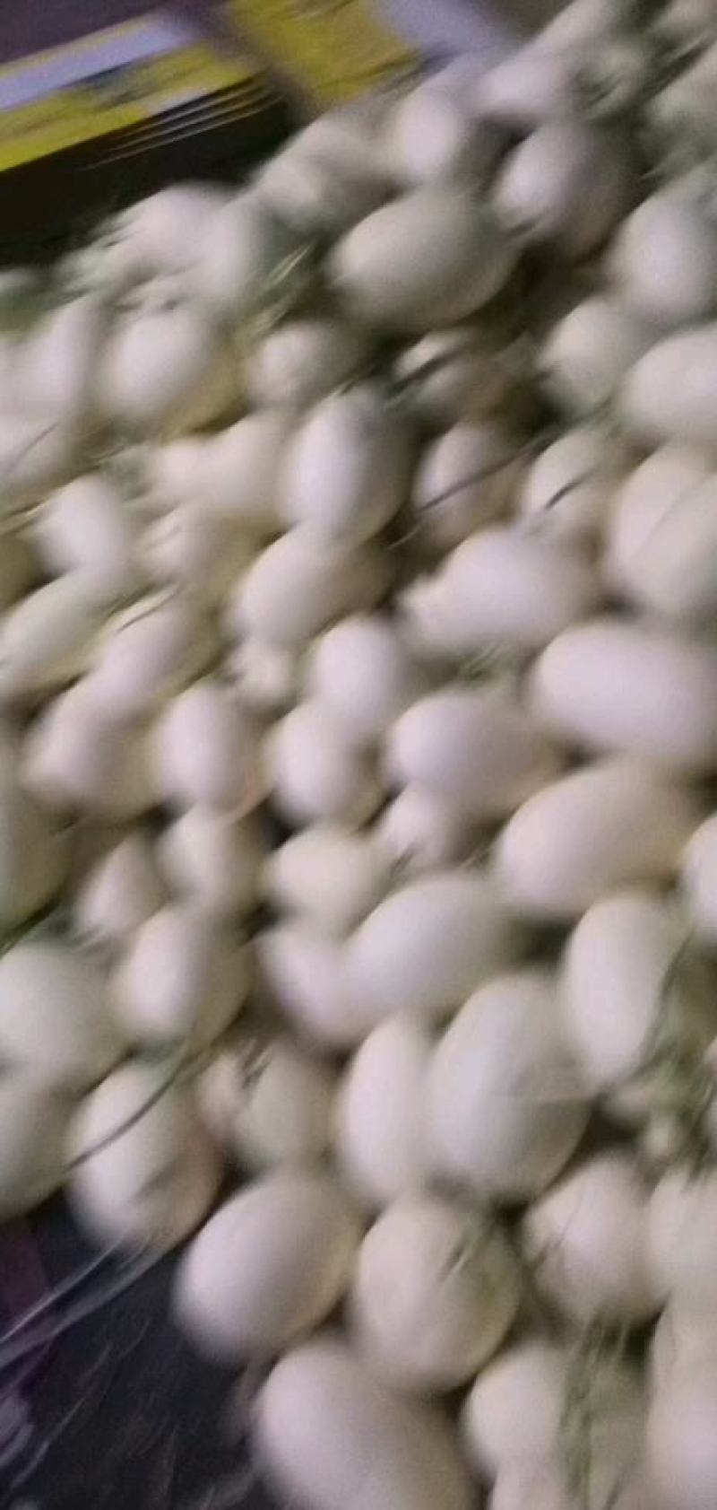 甜瓜蜜露，大批量上市中！
