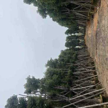香樟