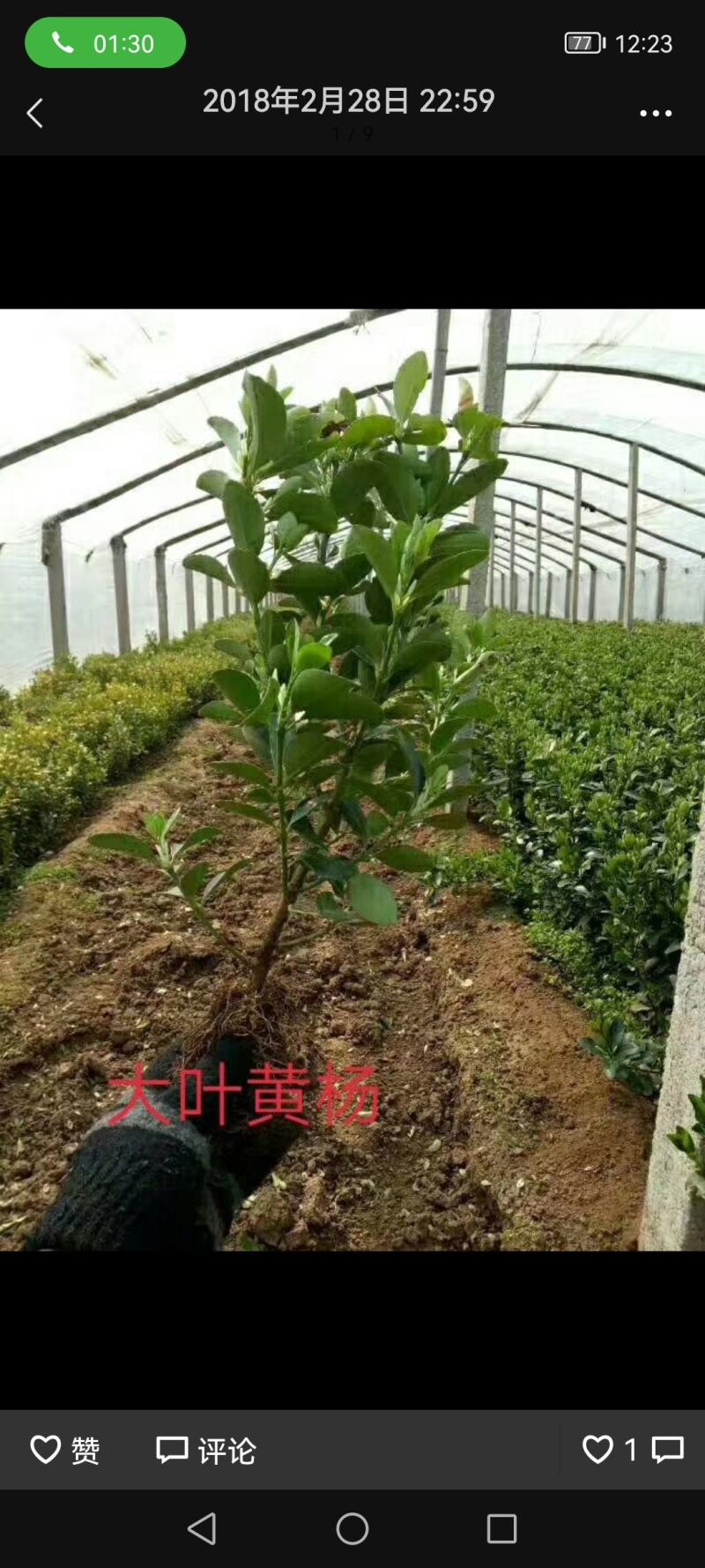 色块大叶黄杨，色块冬青，色块大叶黄杨营养钵苗