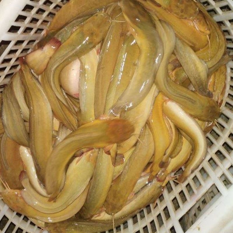 皇妃一号塘角鱼苗渔场直发技术指导量大价优