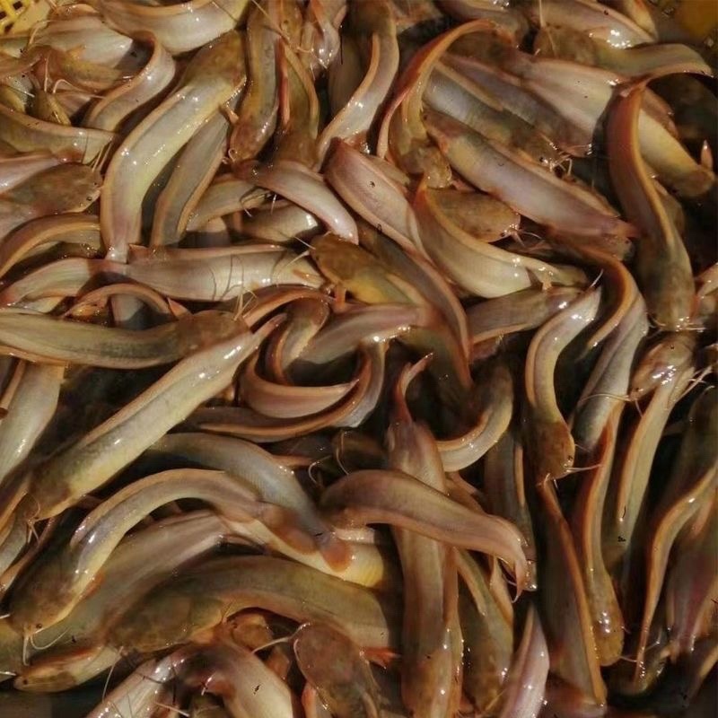 皇妃一号塘角鱼苗渔场直发技术指导量大价优