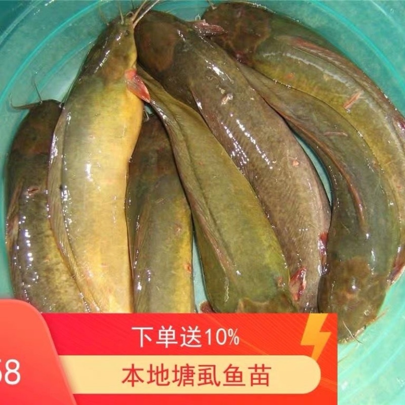 皇妃一号塘角鱼苗渔场直发技术指导量大价优