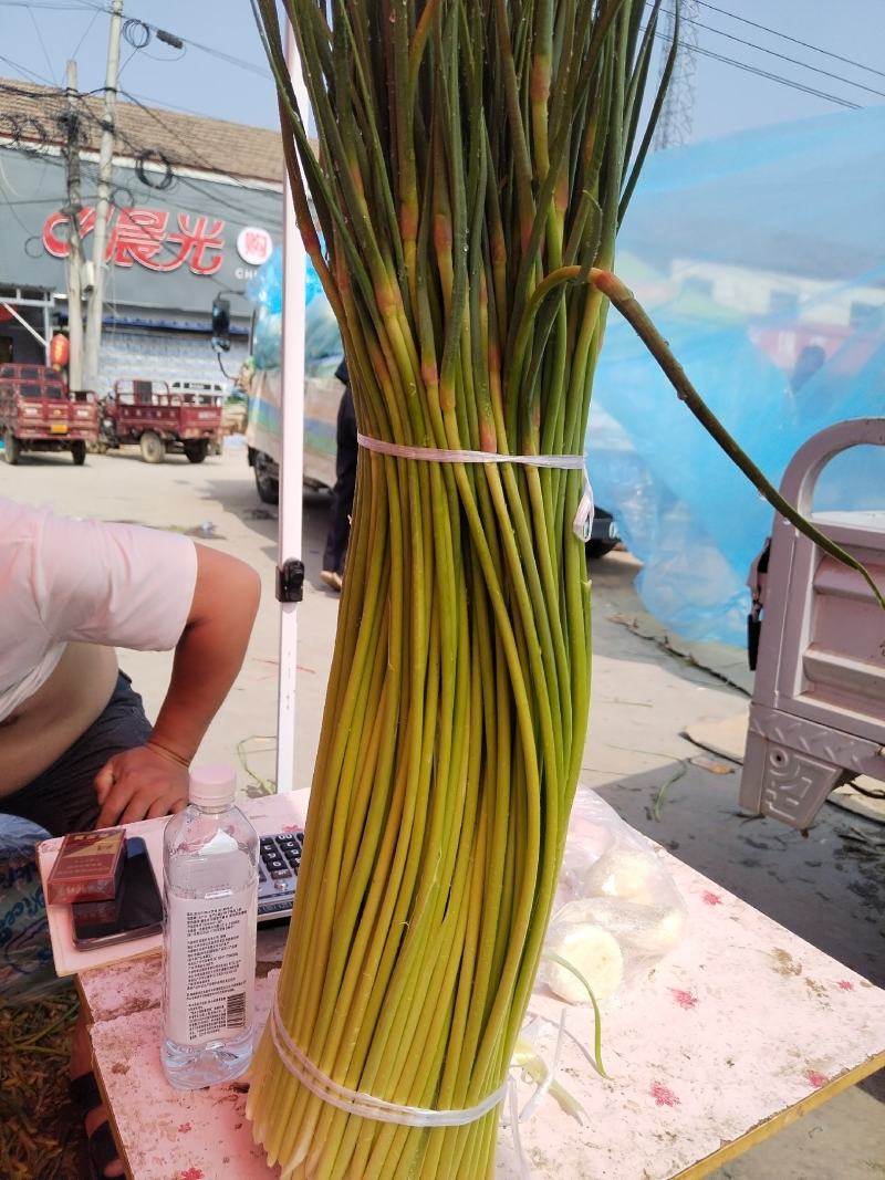 精品红帽量大质量好，需要的老板联系我，代发全国