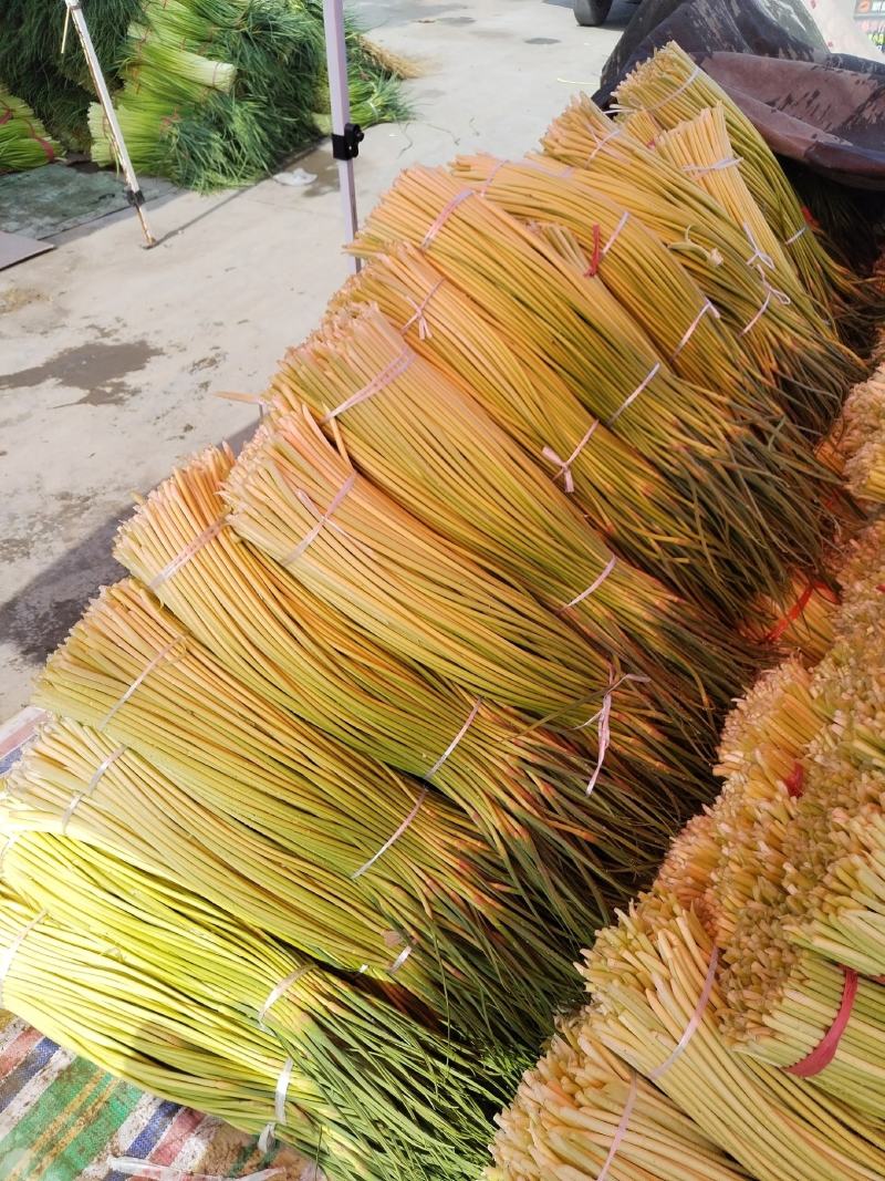 精品红帽量大质量好，需要的老板联系我，代发全国