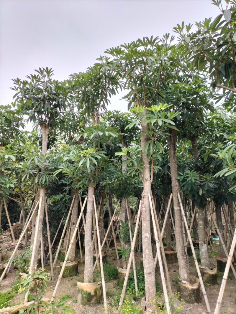 盆架子（糖胶树）5分-20分，规格齐全，支持视频现场看货