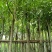 盆架子（糖胶树）5分-20分，规格齐全，支持视频现场看货