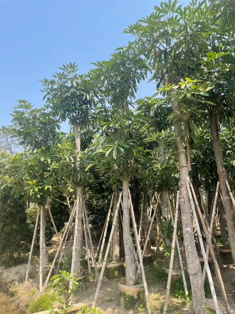 盆架子（糖胶树）5分-20分，规格齐全，支持视频现场看货