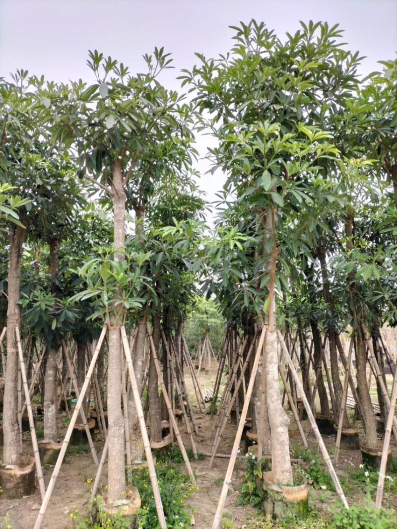 盆架子（糖胶树）5分-20分，规格齐全，支持视频现场看货