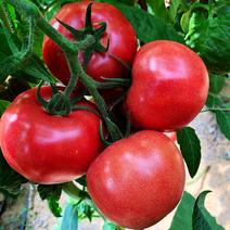 西红柿种子硬粉大粉毛粉番茄种子大果亮粉耐裂抗病毒