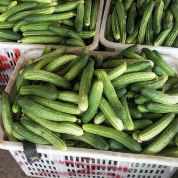 燕白黄瓜