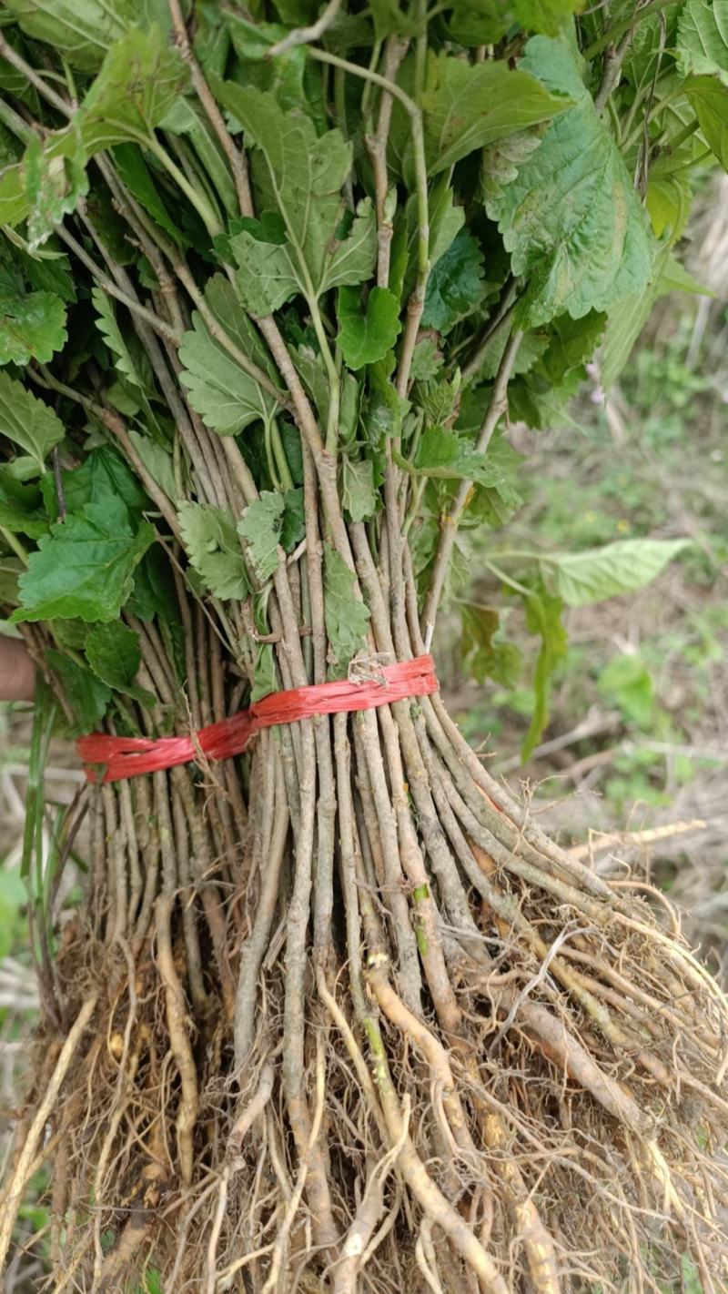正宗广西杂交桑树苗现挖现发基地直供一手货源诚信经营