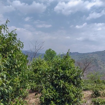 茶叶，