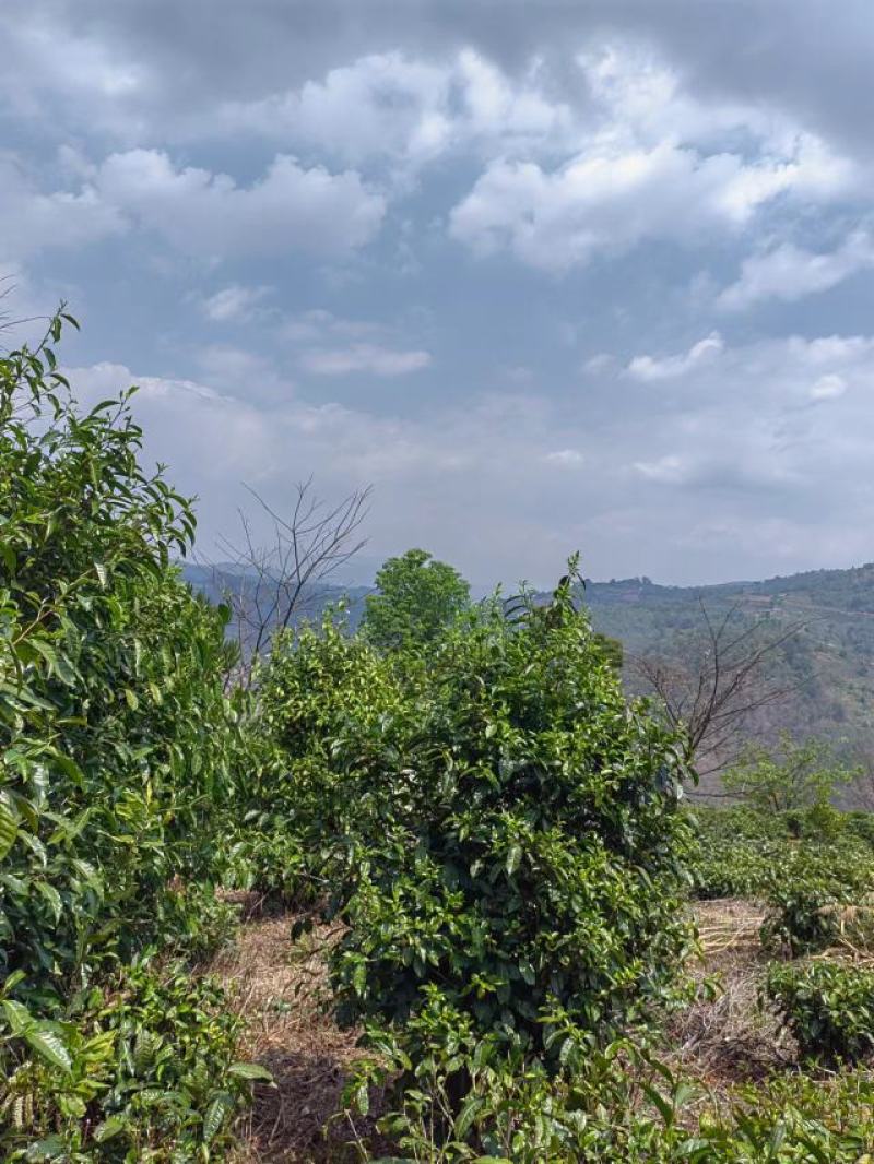 茶叶，