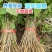 正宗广西杂交桑树苗现挖现发基地直供一手货源诚信经营