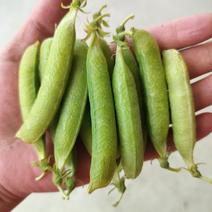湖北精品豌豆青豌豆产地直发大量供应，量大从优