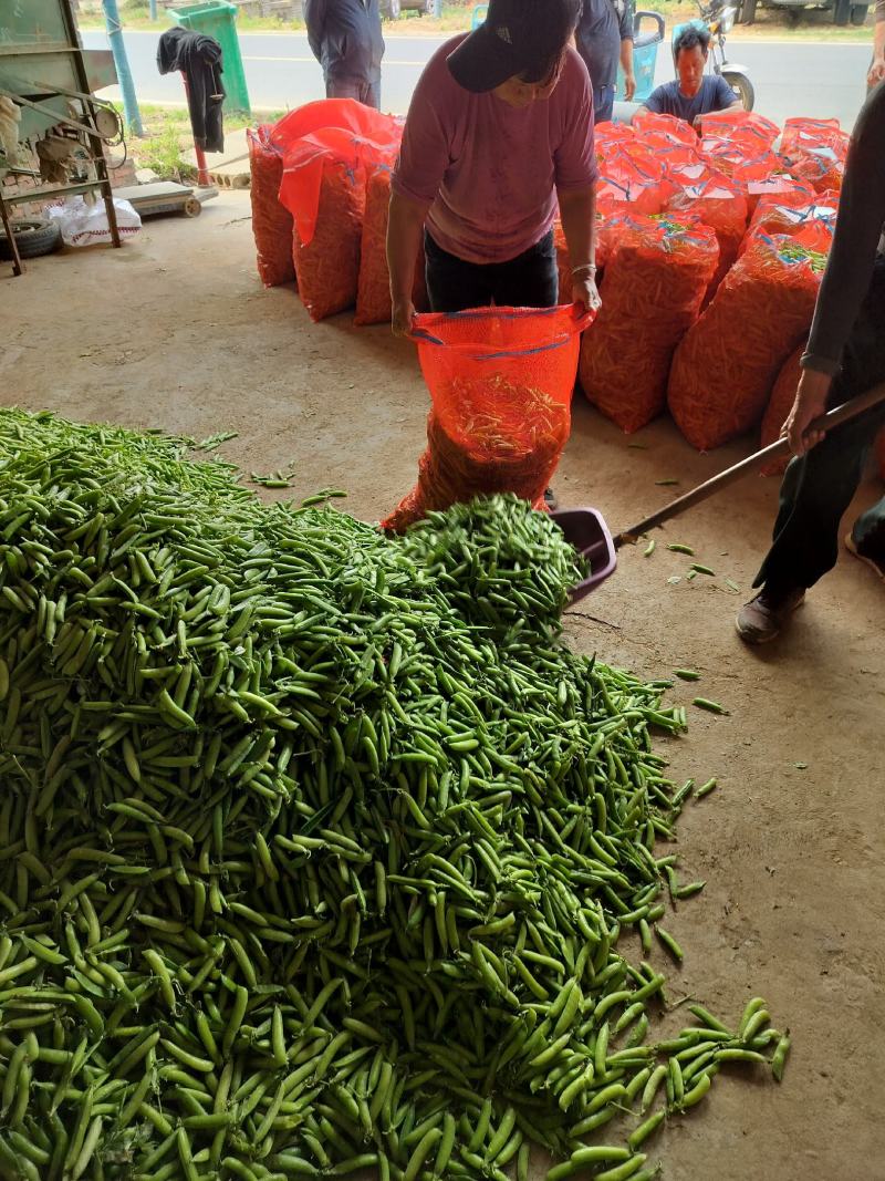 湖北精品豌豆青豌豆产地直发大量供应，量大从优