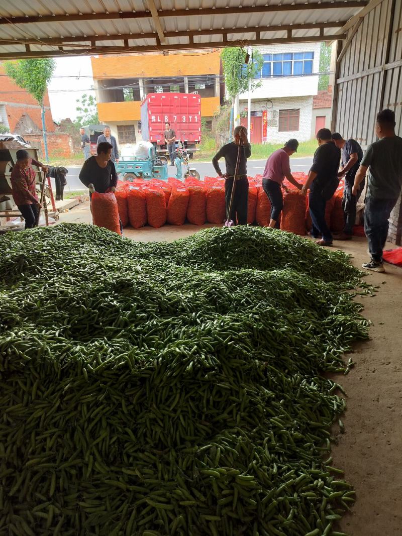 湖北精品豌豆青豌豆产地直发大量供应，量大从优