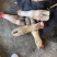 牛蹄