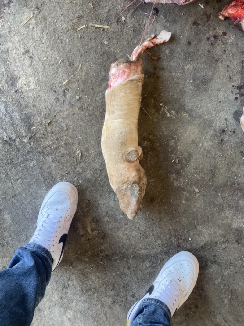 牛蹄
