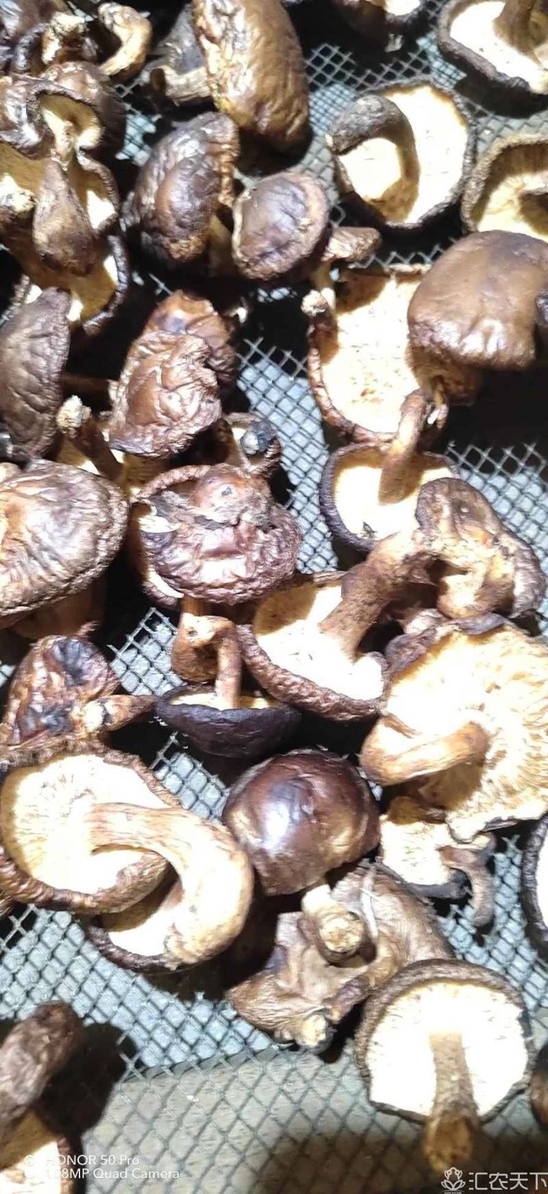 带腿香菇