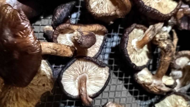 带腿香菇