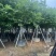 紫玉兰