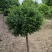 80-1米卫矛球精品正在出售,30-50高沙地柏杯苗