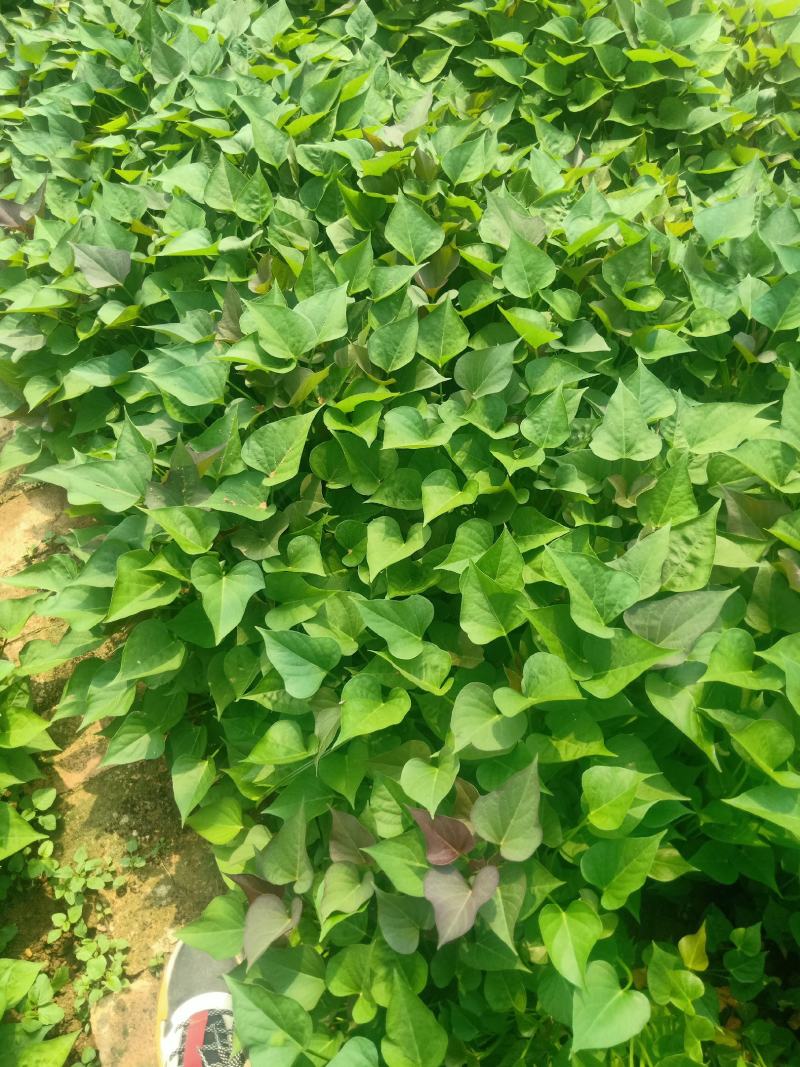 基地直供西瓜红，济薯脱毒原种红薯苗，品种齐质量优成活率高