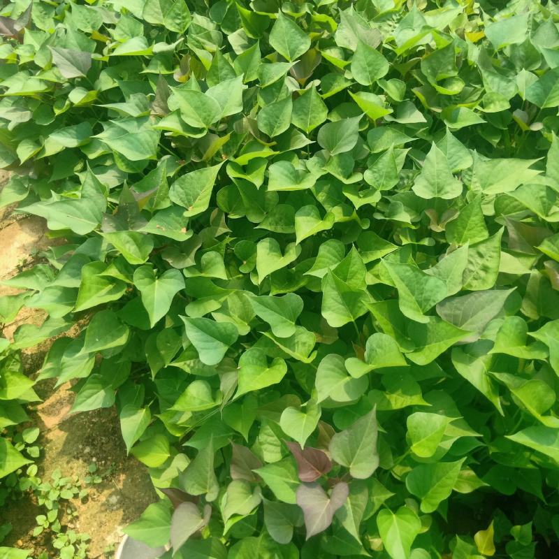 基地直供西瓜红，济薯脱毒原种红薯苗，品种齐质量优成活率高