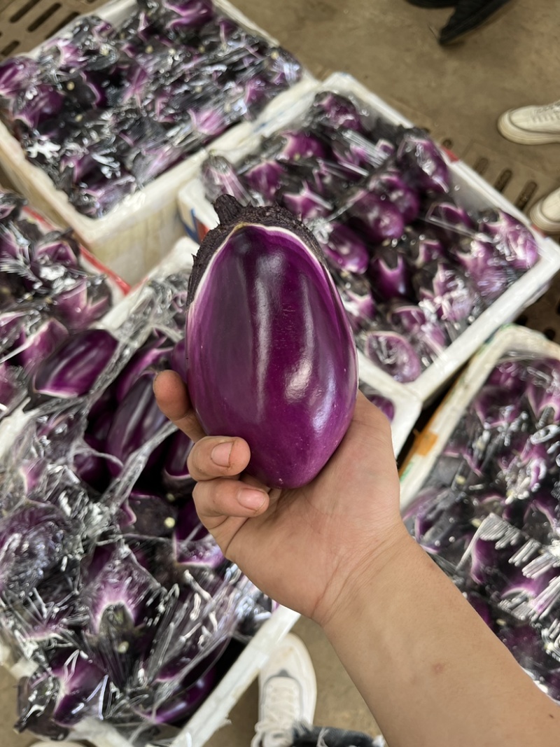 贵州本地精品圆茄大上市量大从优