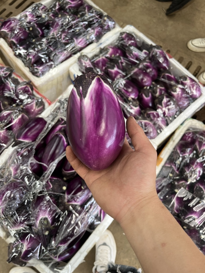 贵州本地精品圆茄大上市量大从优