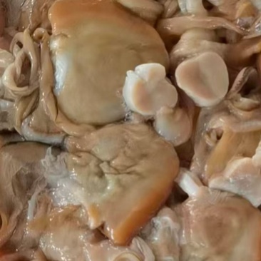 河蚌丝