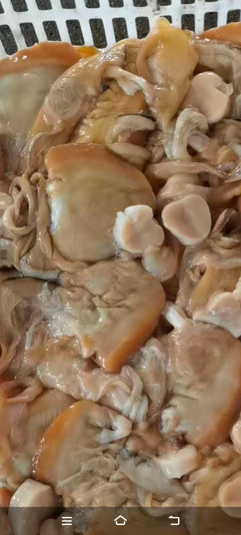 河蚌丝