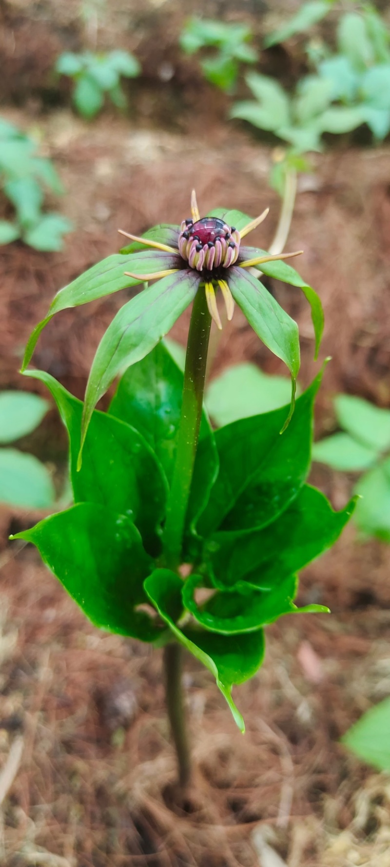 球药隔重楼。黑花重楼籽育苗