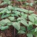 球药隔重楼。黑花重楼籽育苗