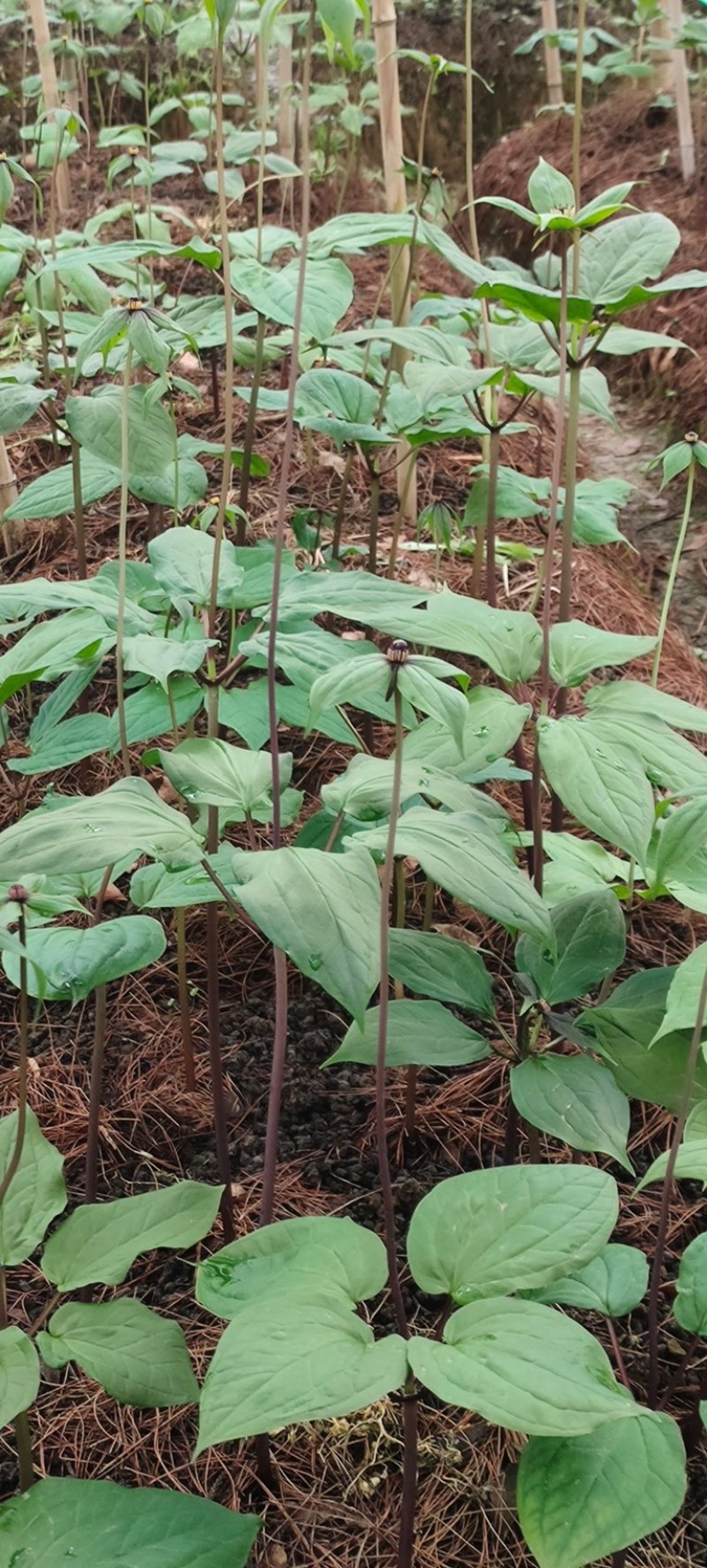 球药隔重楼。黑花重楼籽育苗